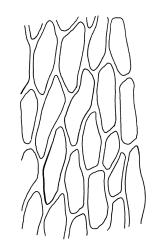 Bryum algovicum var. rutheanum, upper laminal cells. Drawn from J.T. Linzey 3124, CHR 516508, and J.T. Linzey 3363, CHR 516505.
 Image: R.C. Wagstaff © Landcare Research 2015 